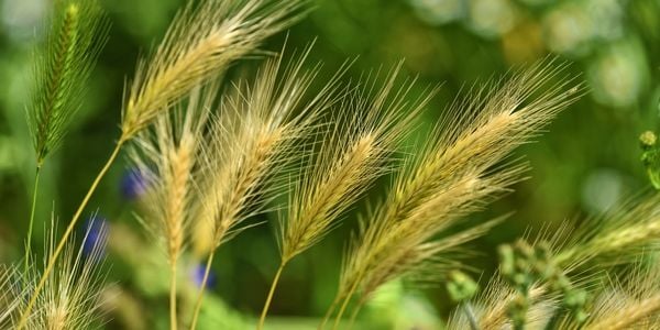foxtail grass seed awns that are dangerous for dogs
