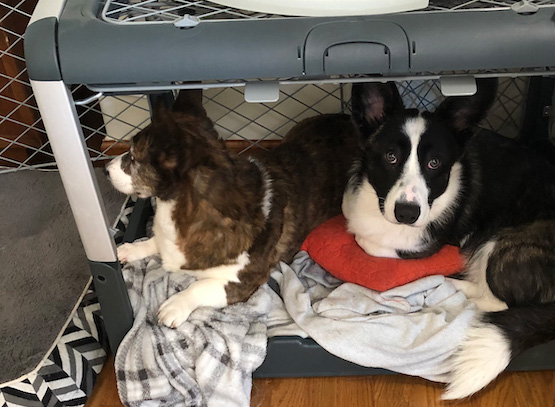 fozzie and sookie sharing Diggs crate