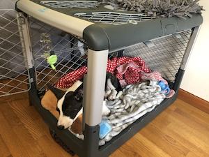 fozzie hanging out in his crate