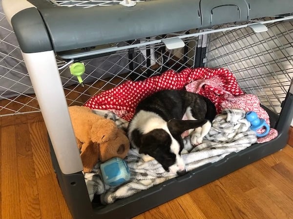 What to Put in Your Puppy's Crate at Night - Orvis News