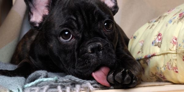 french bulldog licking paw
