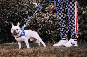 french bulldog on leashed walk 350 unsplash