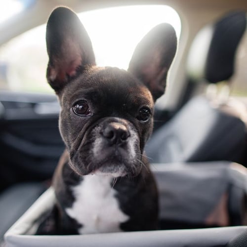 french bulldog puppy in a basket in the car