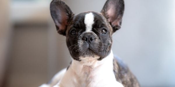 french bulldog puppy