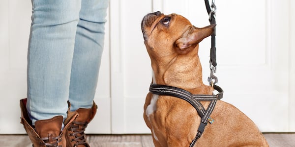 french bulldog sitting on leash at front door