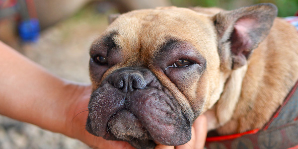 french bulldog with swollen face after bee sting