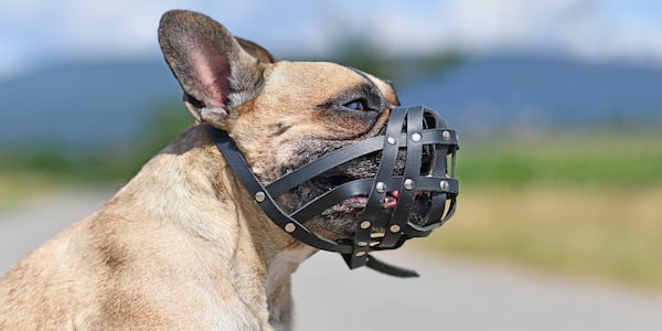 frenchie wearing a custom-made basket muzzle