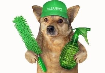 funny dog wearing cleaning hat and holding spray bottle