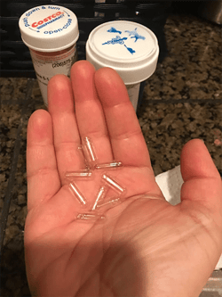 gelatin capsules to hide dog pills