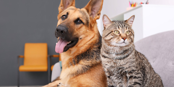 german shepherd and cat sitting next to each other on couch