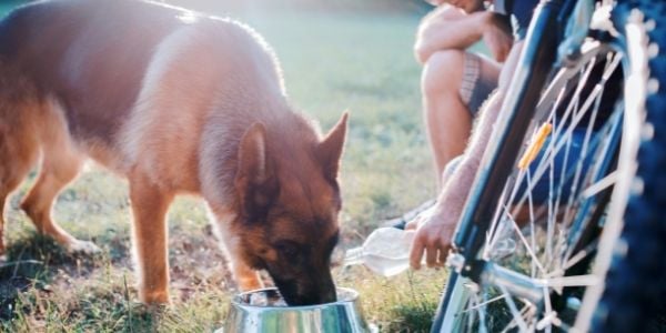 german shepherd drinking after exercising outside