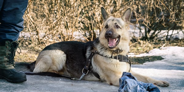 german shepherd laying down next to owner outside