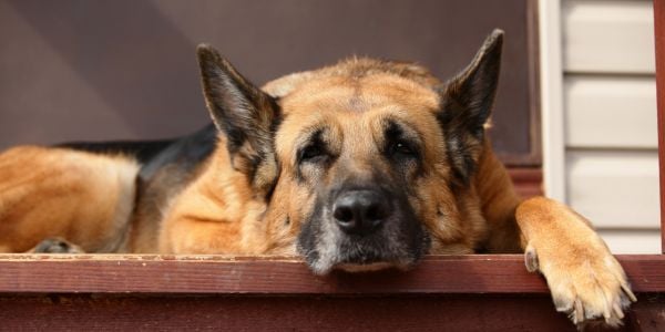 german shepherd lying on the deck in the sun