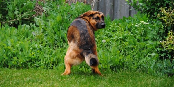 german shepherd mix dog popping in his back yard