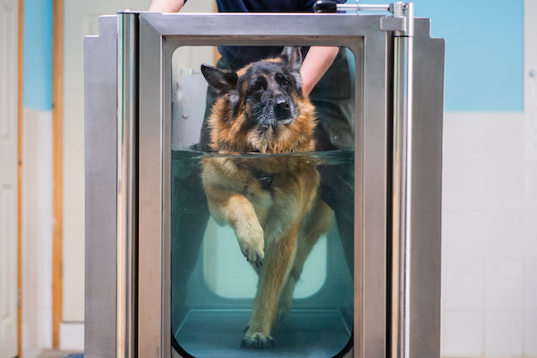 german shepherd water treadmill rehabilitation 600x400 shutterstock