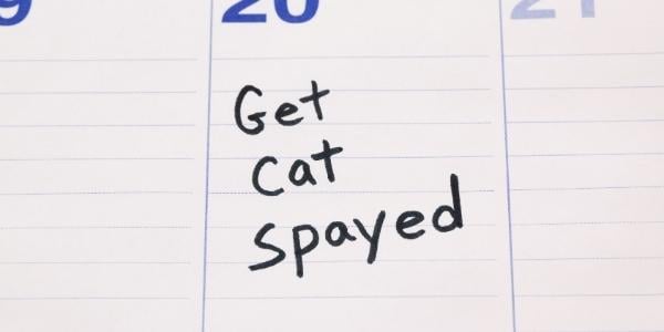 get cat spayed written on calendar