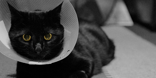cat wearing an Elizabethan collar cone