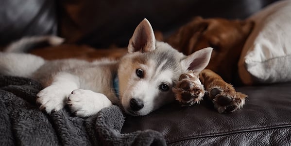 get your puppy used to car rides early but go slowly