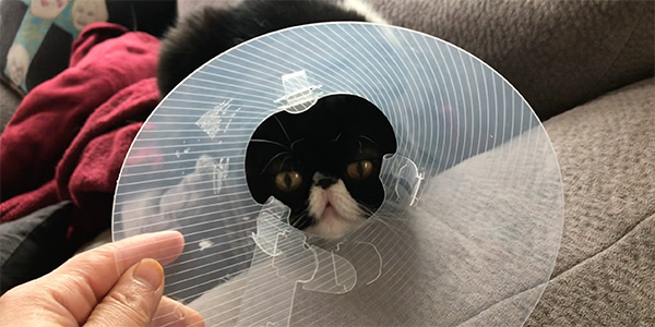getting cat used to wearing a surgical collar