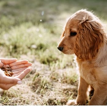 giving a puppy too many treats