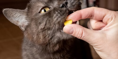 giving cat a pill options