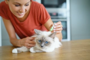 giving cat flea medication