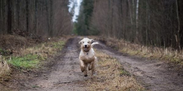 golden doodle running off leash on a trail