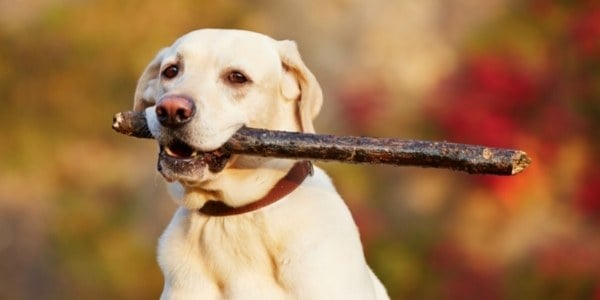 golden lab holding a stick outside