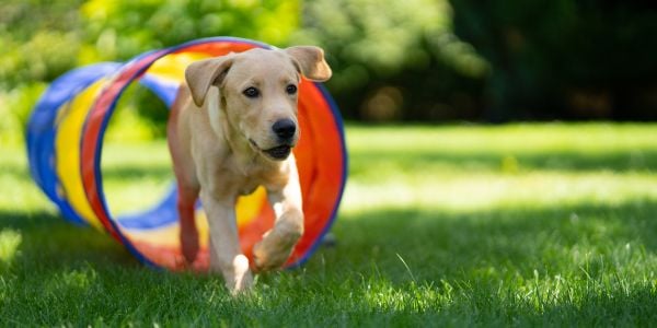 golden labrador dog running through a colorful tunnel