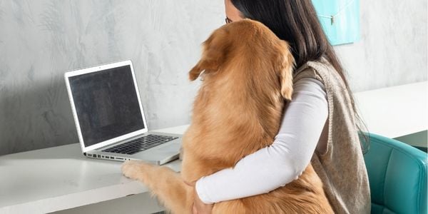 golden retriever at work in the office-canva