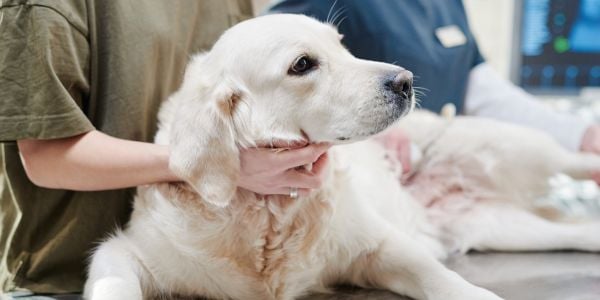 golden retriever ate drugs and is at the hospital