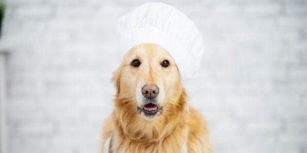 golden retriever chef with a white hat