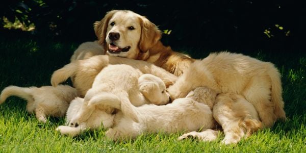 golden retriever dog nursing puppies
