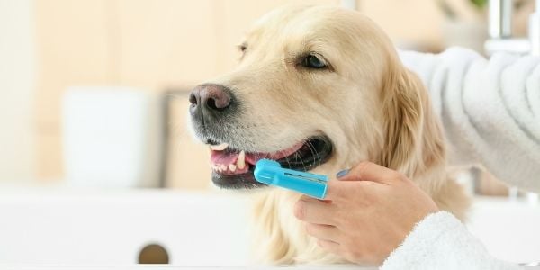golden retriever getting his teeth brushed