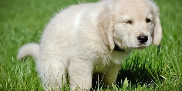 golden retriever going potty on grass yard