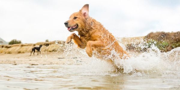 golden retriever jumping into the water at the beach