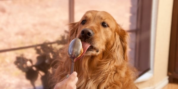 golden retriever licking peanut butter off a spoon