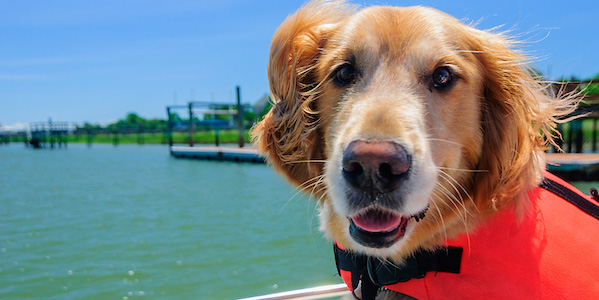 golden retriever on boat wearing life jacket and ears blowing in the wind 