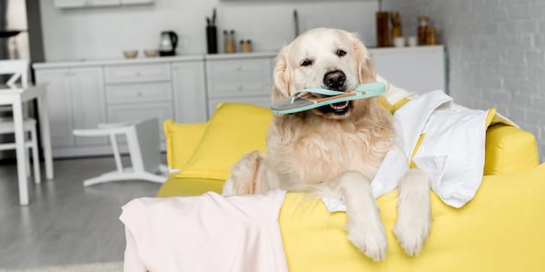 golden retriever on couch holding shoe in their mouth