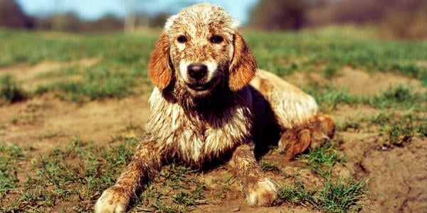 golden retriever puppy covered in mud