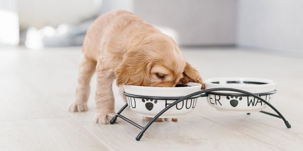 golden retriever puppy eating food from bowl