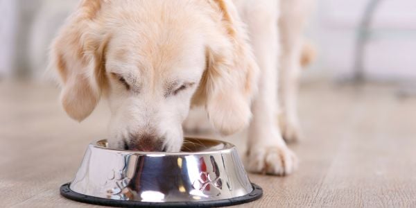 golden retriever puppy eating from a bowl