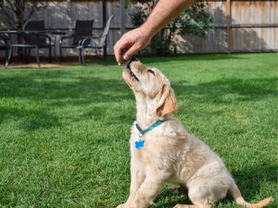 golden retriever puppy practicing how to sit