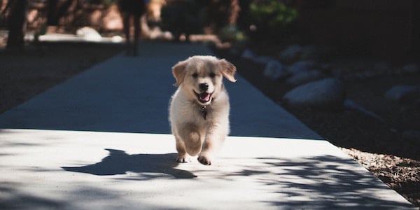 golden retriever puppy running when called to come