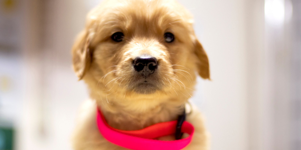 golden retriever puppy wearing pink collar