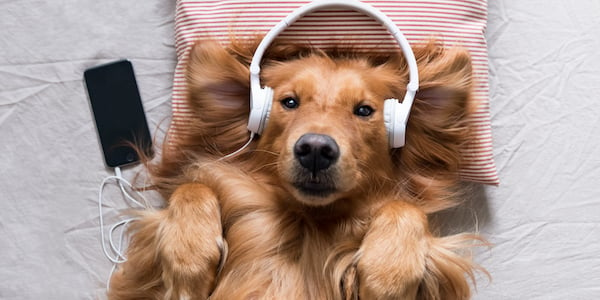 golden retriever relaxing with headphones on