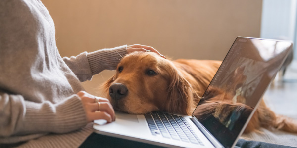 golden retriever resting on computer while owner works from home