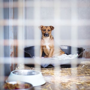 graphicstock-a-dog-in-an-animal-shelter-waiting-for-a-home_rAgv69s3WZ