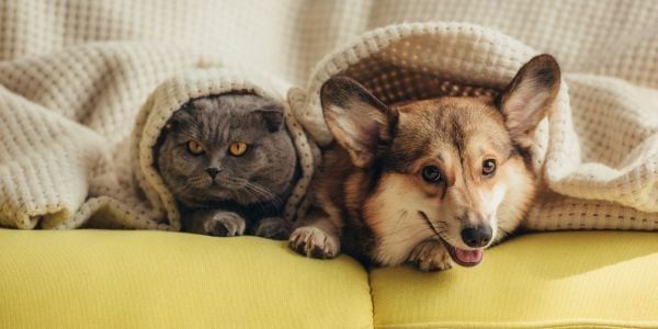 gray cat and corgi wrapped in a blanket on the couch