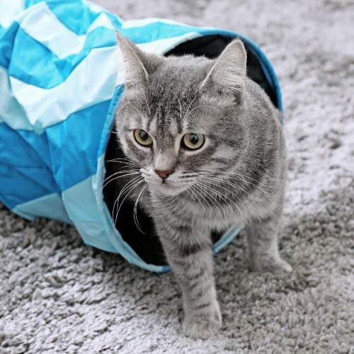 gray cat coming out of a play tunnel
